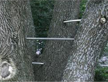 Flower Mound Tree Trimming