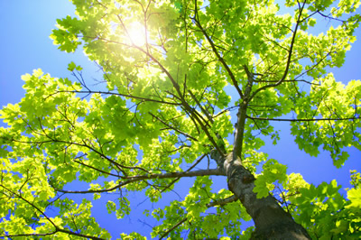 Flower Mound Tree Trimming