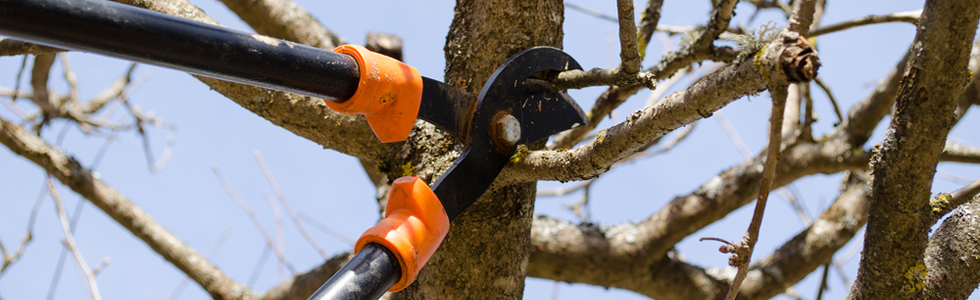 Tree Trimming Flower Mound, Texas