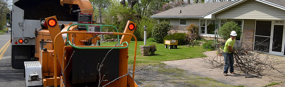 Tree Removal Flower Mound, Texas