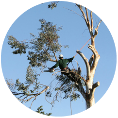 Flower Mound Tree Services