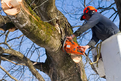 Flower Mound Tree Trimming