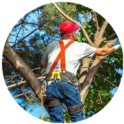 Tree Trimming Flower Mound, TX